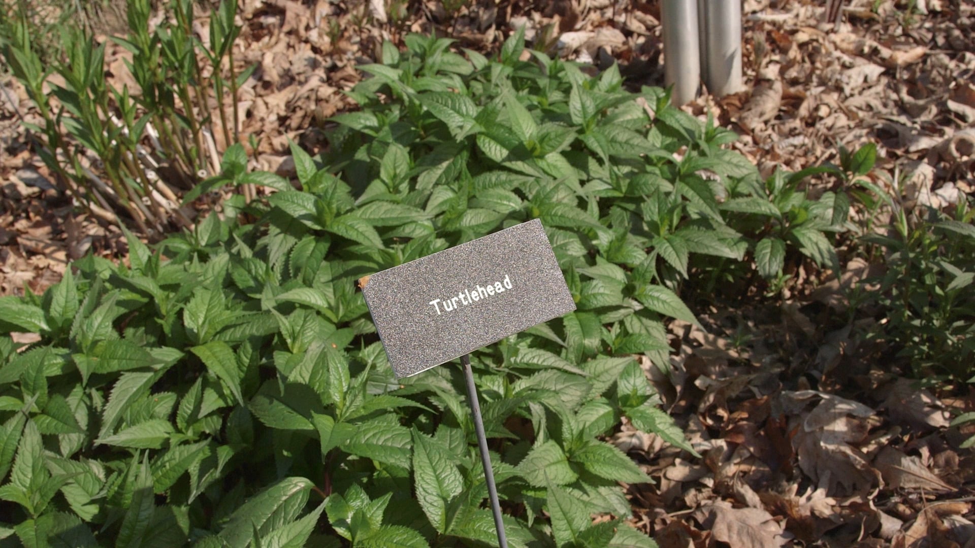 Local Rain Gardens