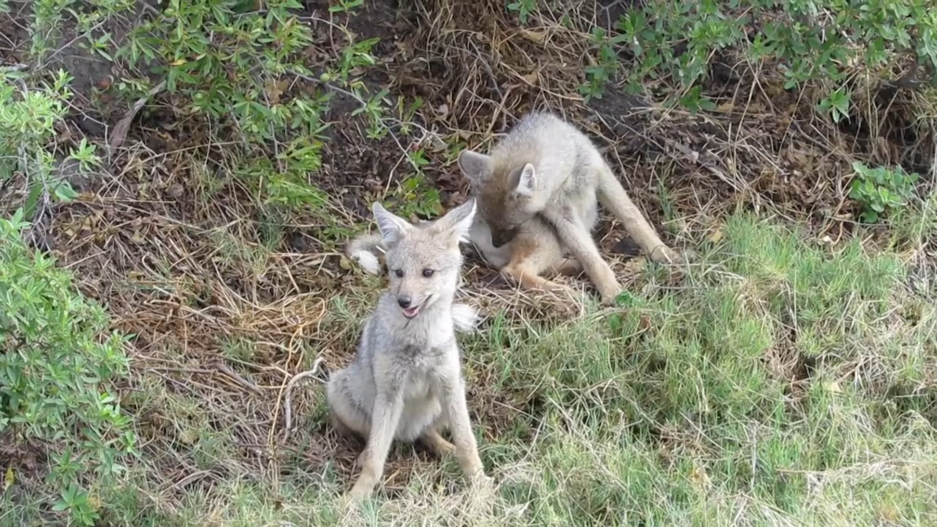 Safari, Duba Plains