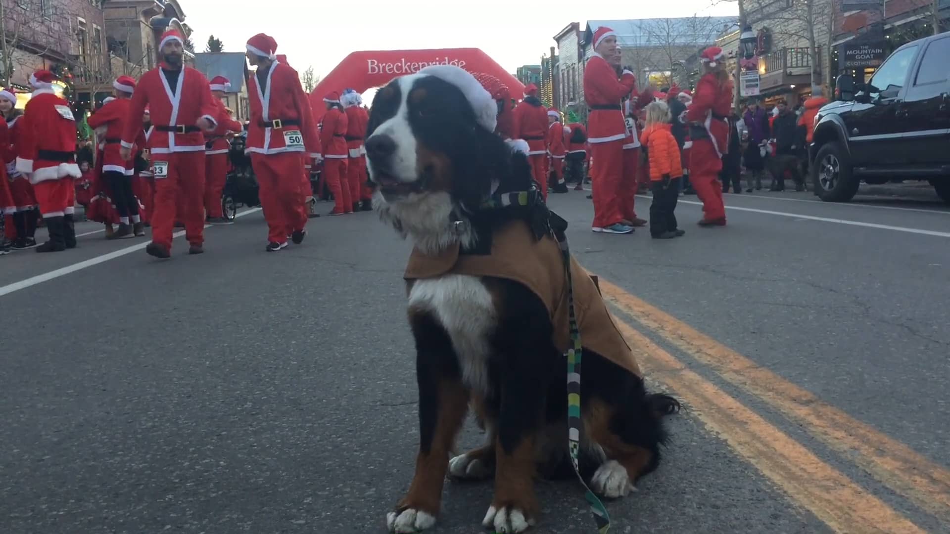 Breckenridge Bernese Mountain Dog Parade on Vimeo
