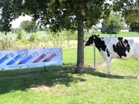 AESCULAP&amp;reg; Schermaschinen im Test: Die perfekte Schur am Milchrind mit der Econom CL und der FAV5 CL mit der professionellen Fitterin Astrid Ostk&amp;auml;mper.