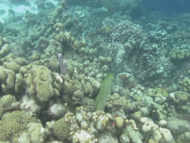 moray