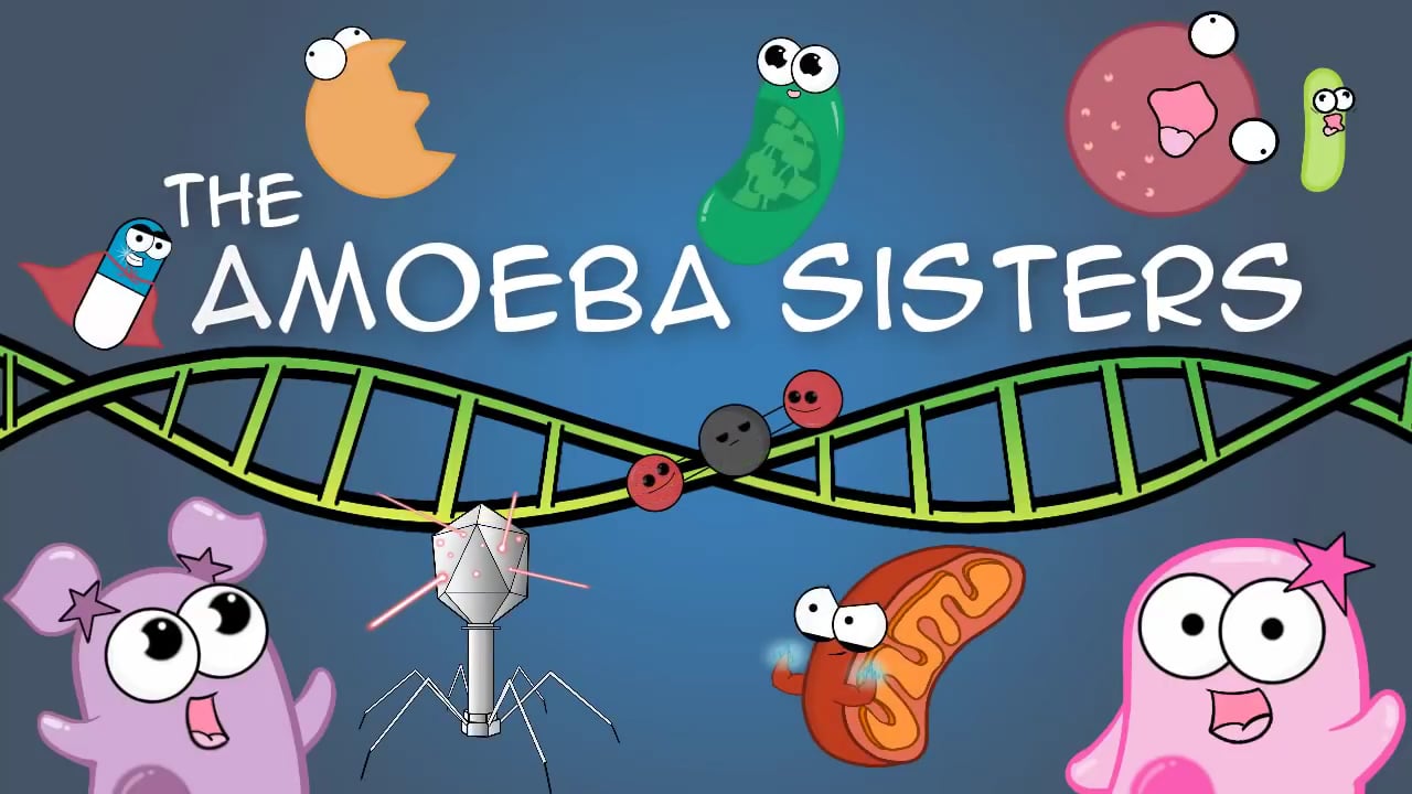 Meiosis Ameoba Sisters On Vimeo