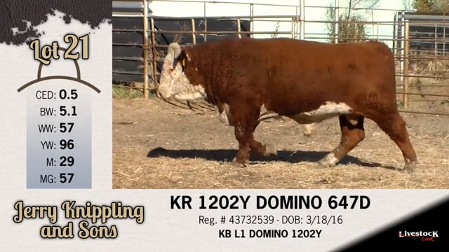 Lot #21 - KR 1202Y DOMINO 647D