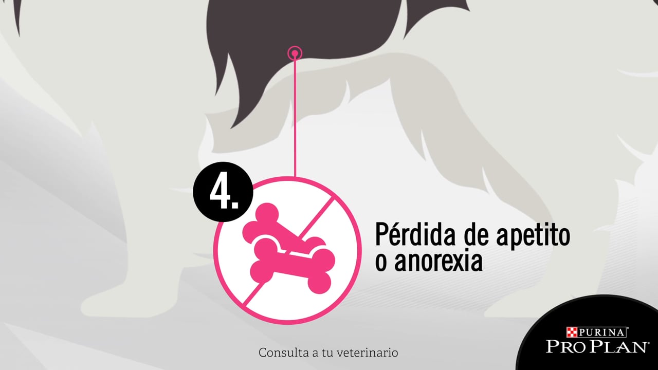 PROPLAN ESTOMAGO