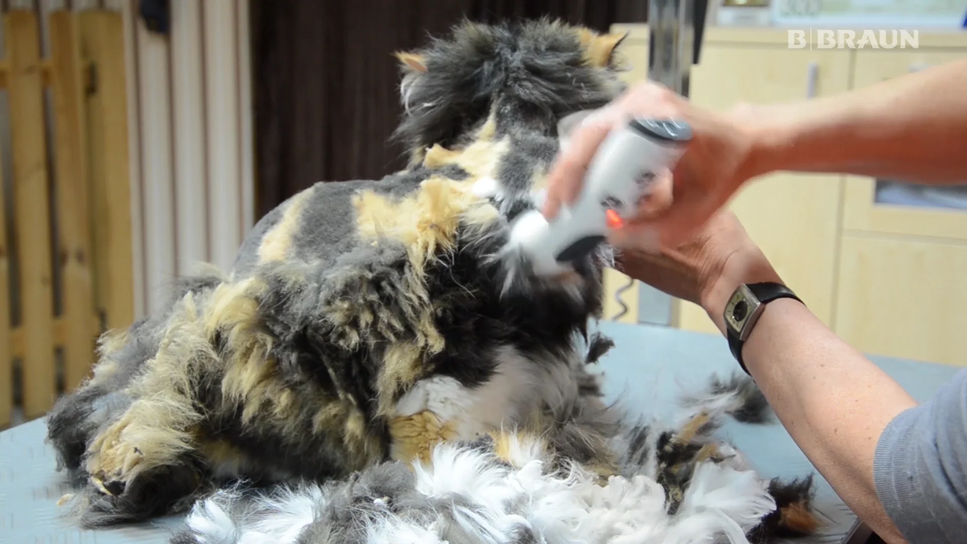 Cat clippers clearance for matted fur