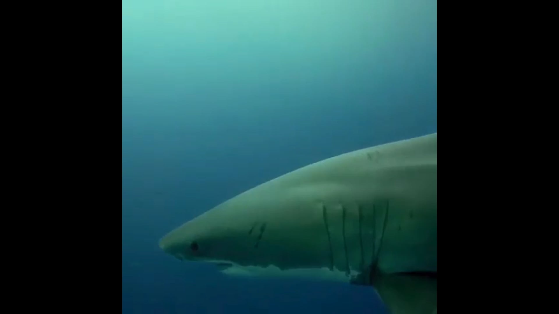 Dexcom Social Media Campaign