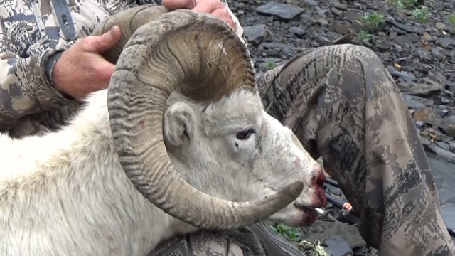 Alaska Dall Sheep 2017 Kevin & Mark M.