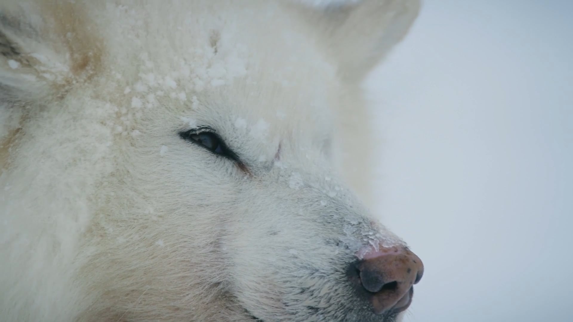 ICE Dogs