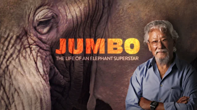 New research solves mysteries about Jumbo the elephant's life and