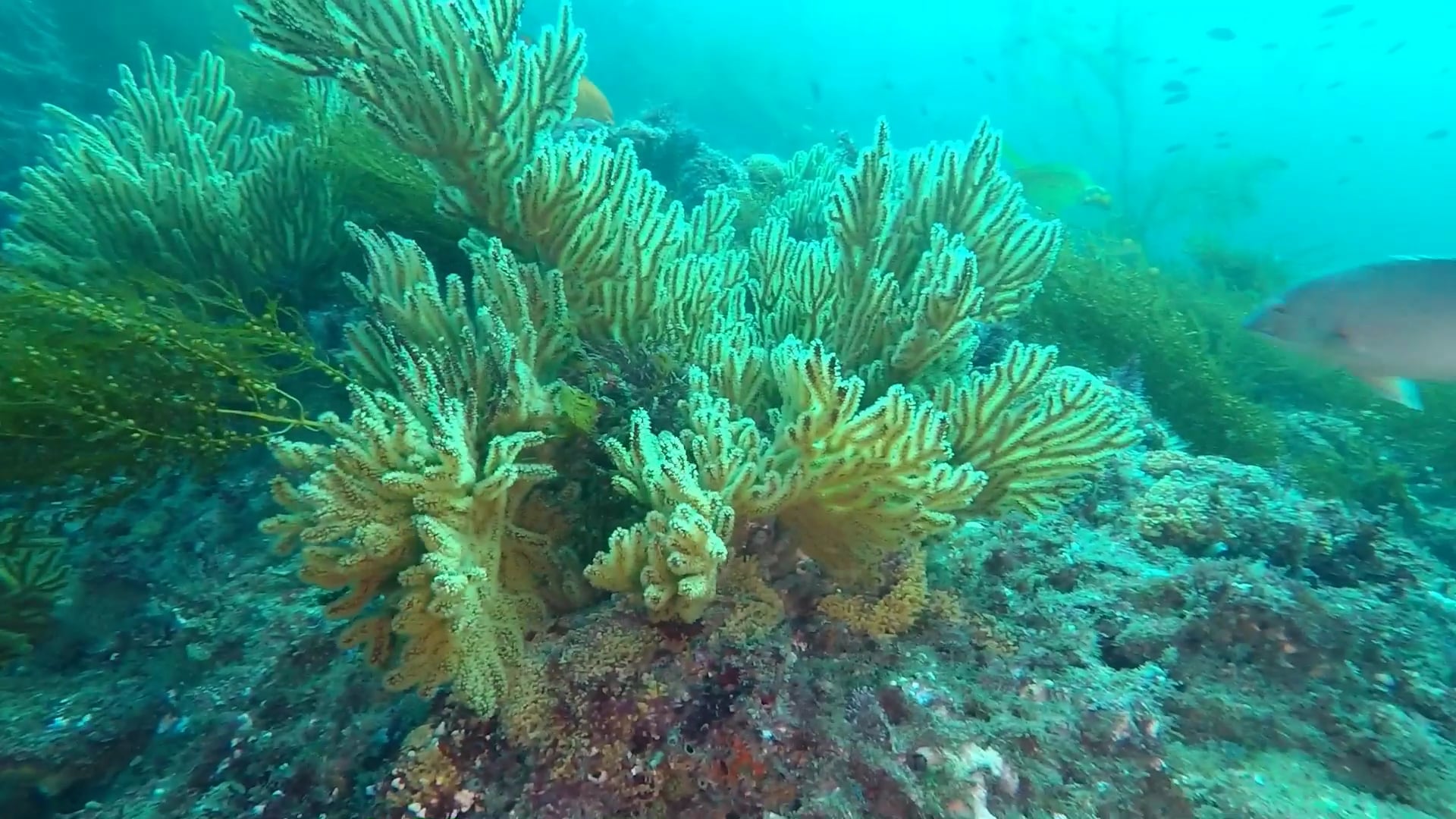 Deadman's Reef, Crescent Bay, Laguna Beach Dec. 2017 on Vimeo