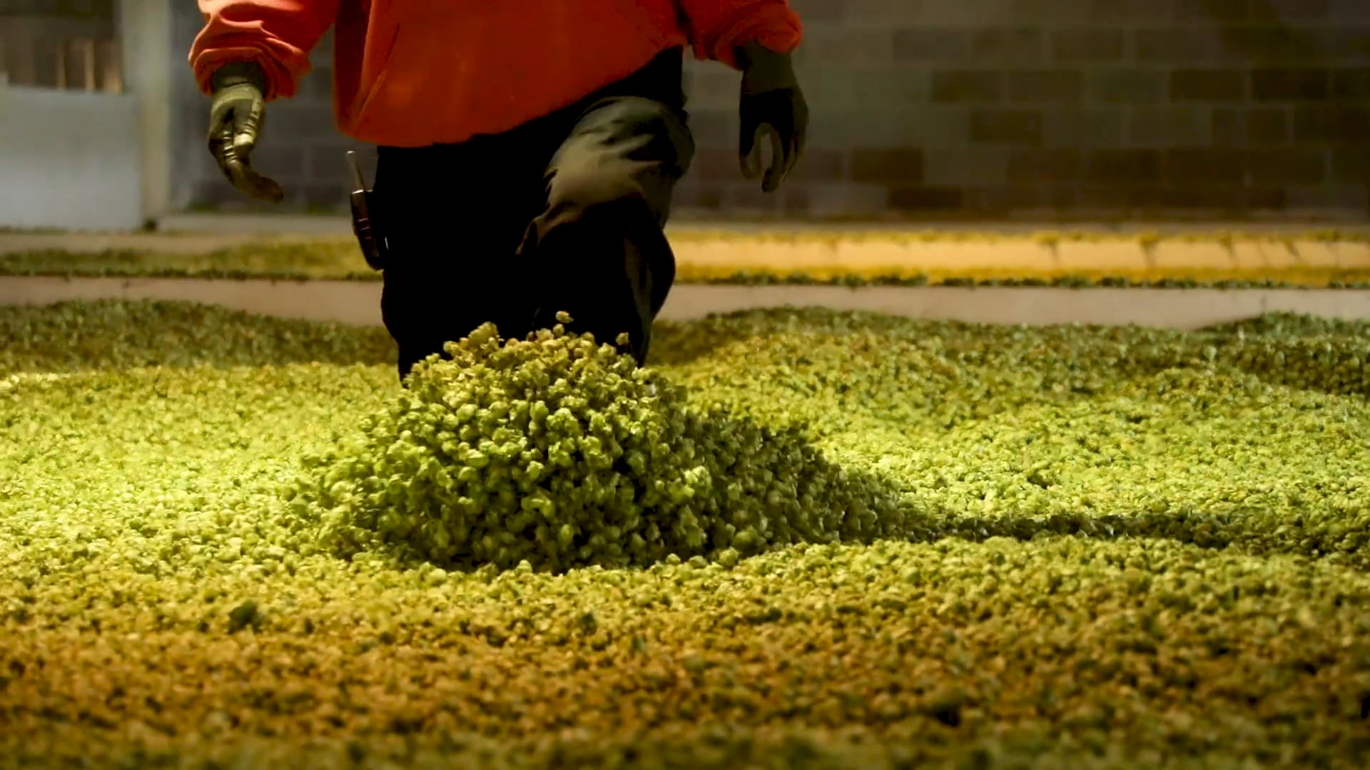 Budweiser | Harvest & Brew Documentary