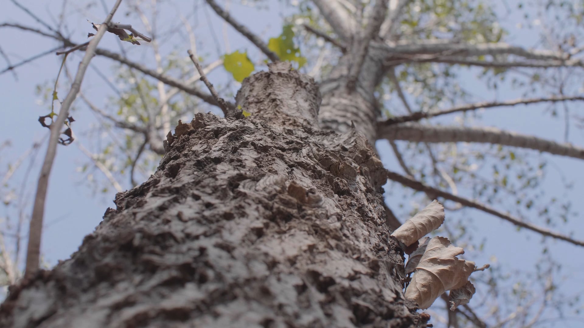 TigerPLY Supply Chain 2018