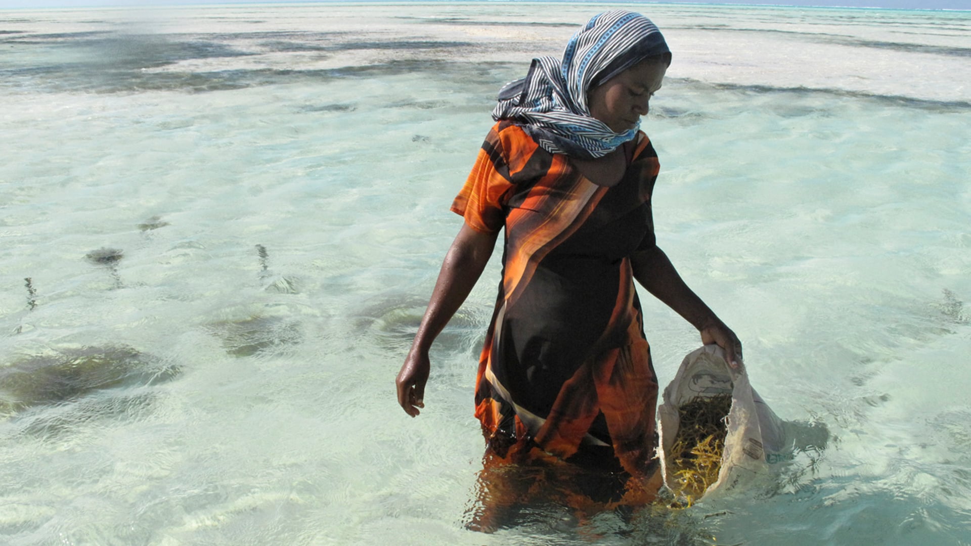 Multimedia - Seaweed Farmers