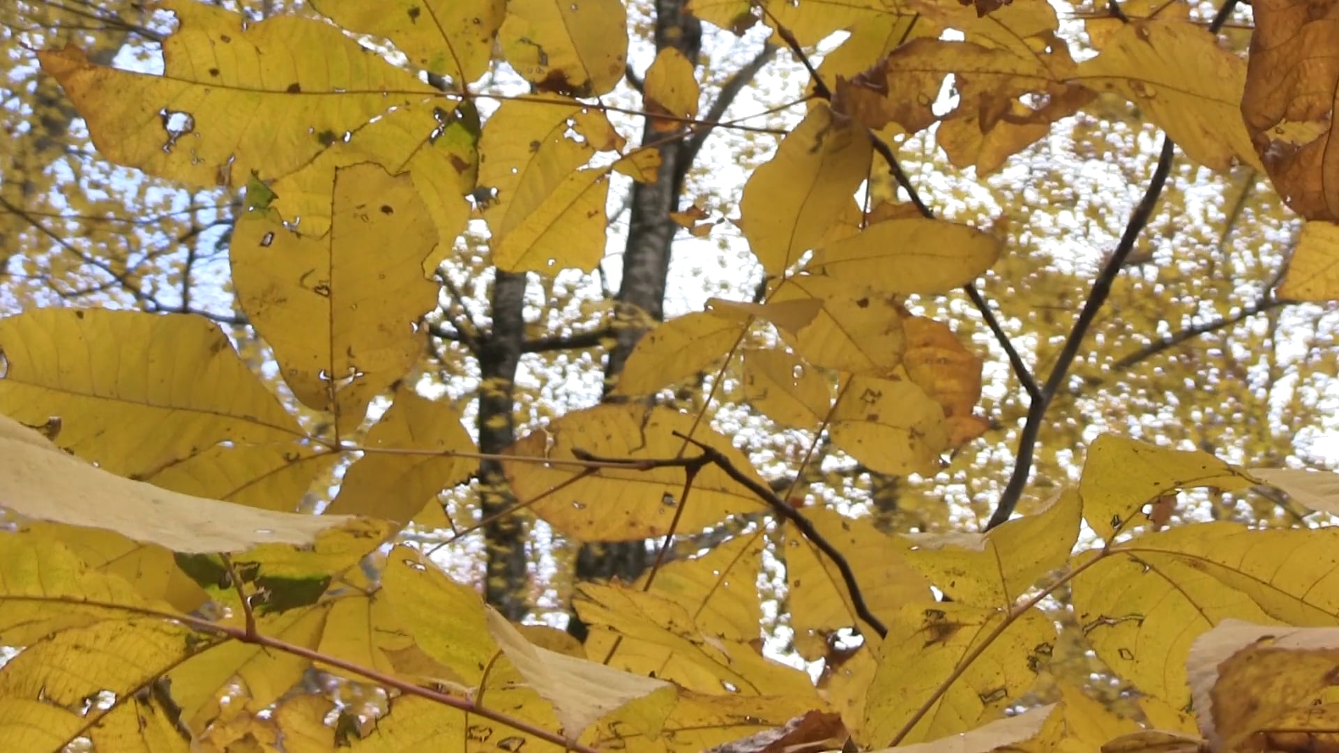 A Moment of Fall on Vimeo