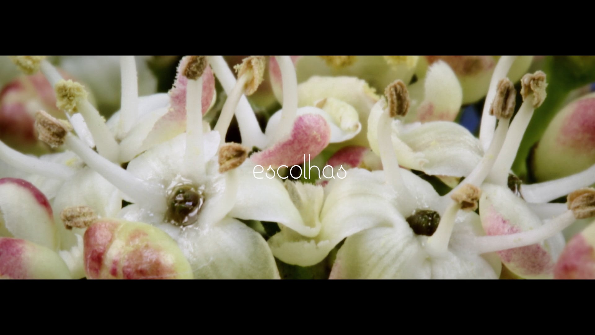 ESCOLHAS_HOLLY