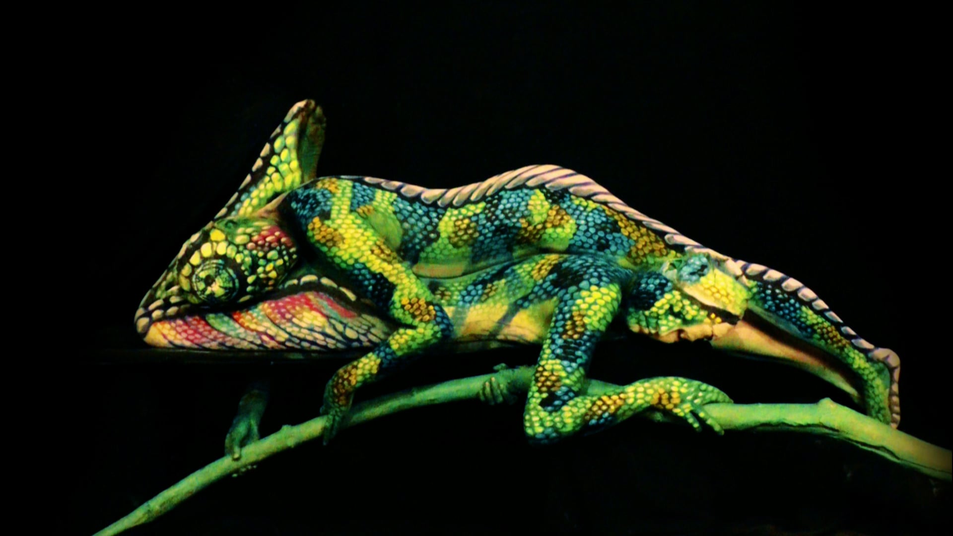 Johannes Stoetter-Chameleon