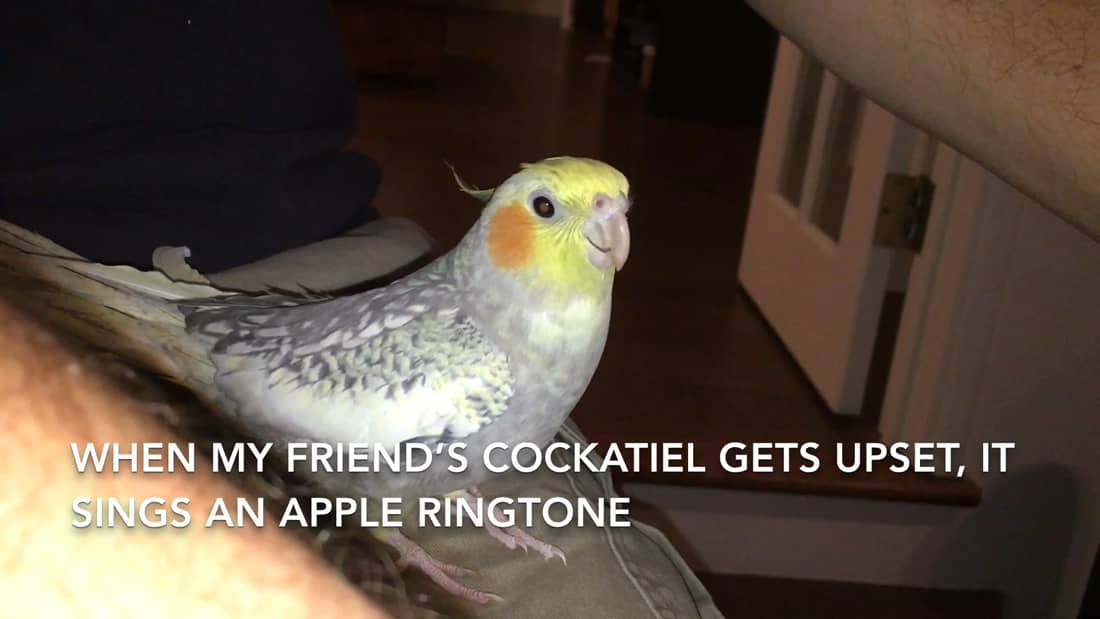 Whenever my friend's cockatiel gets upset, it sings an Apple ringtone. :  r/videos
