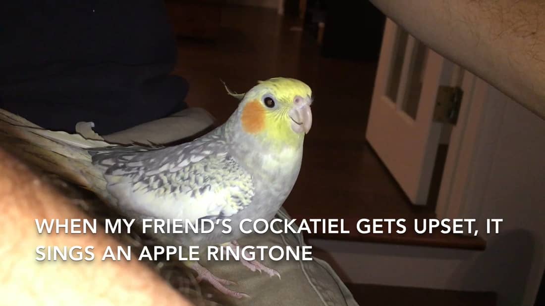 Whenever my friend's cockatiel gets upset, it sings an Apple ringtone. : r/videos Whenever my friend's cockatiel gets upset, it sings an Apple ringtone. : r/videos