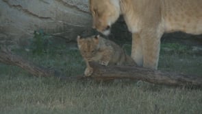 New Baby Lion at the Zoo