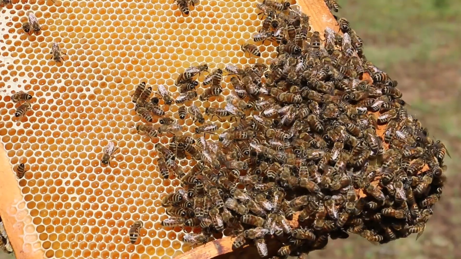 Kangaroo Island Honey