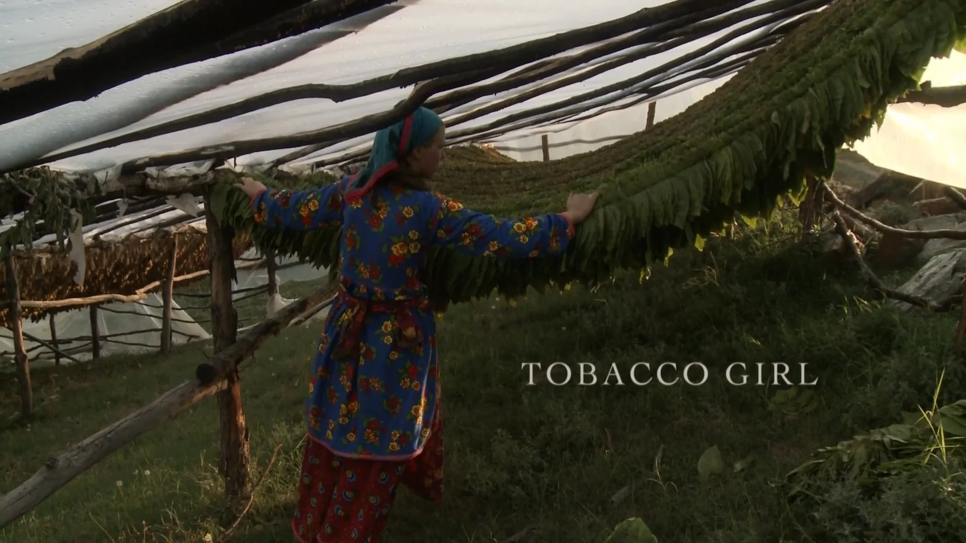 tobacco workers Guest Workers on North Carolina's Tobacco Farms Are Fighting a 'Green  Monster'
