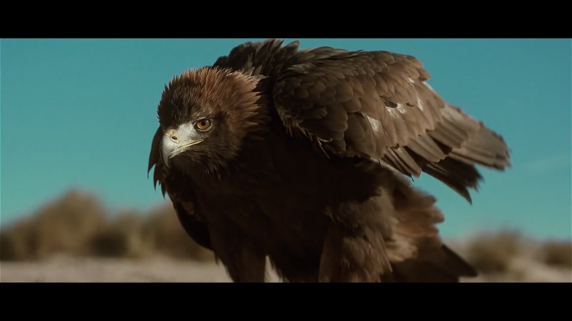 Fauconnerie et haute couture Collection ZIANA