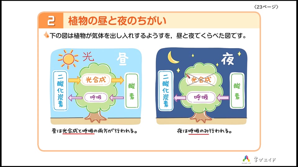 4 3 植物は呼吸しているの ホンわか先生