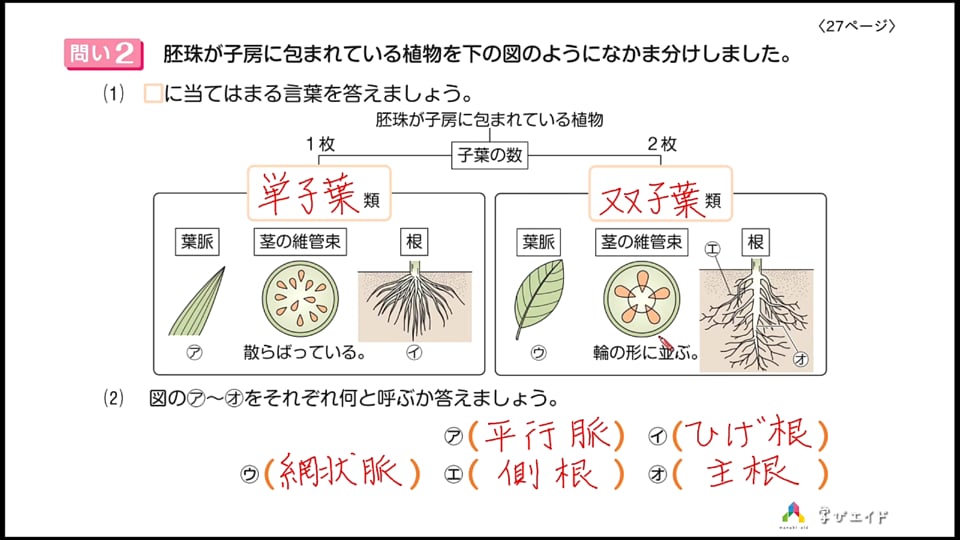 5 2 植物のなかま分け ホンわか先生