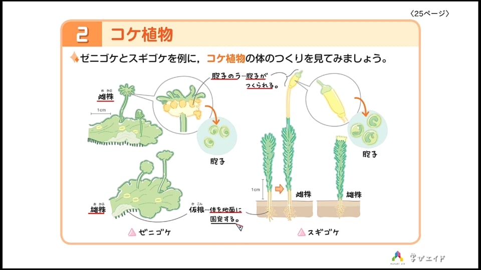5 1 胞子でふえる植物 ホンわか先生