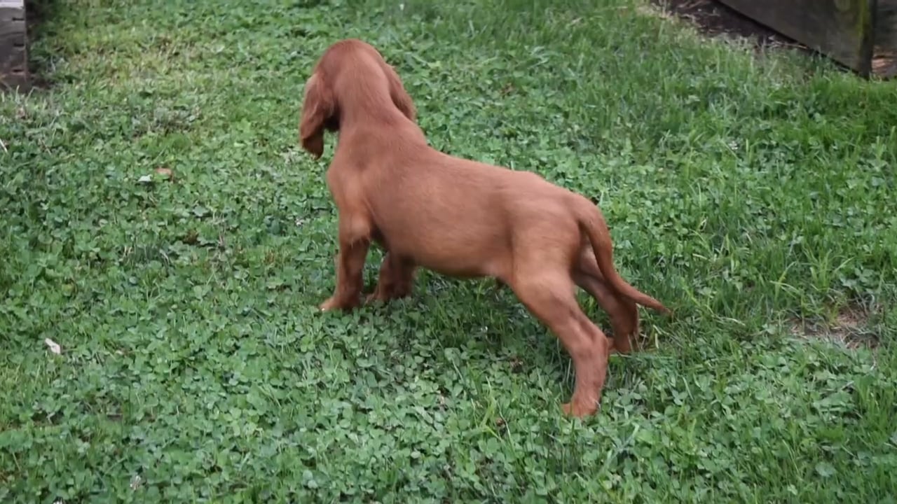 8-week-puppy-1-on-vimeo