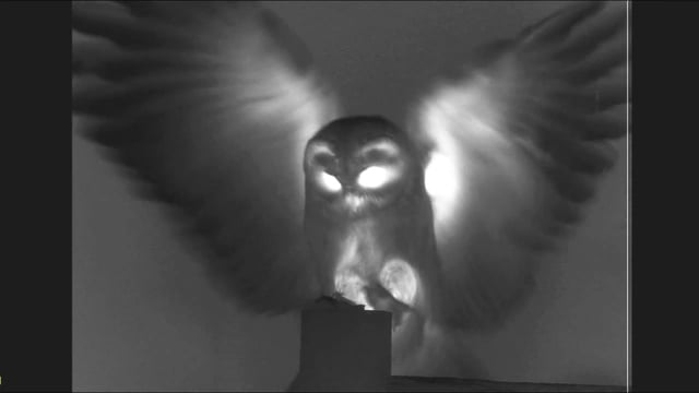 owl thermal imaging