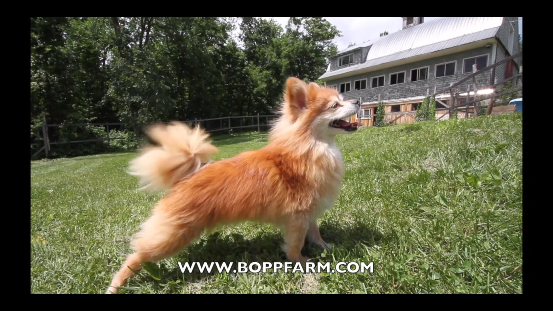 BOPP FARM ADVERTISING