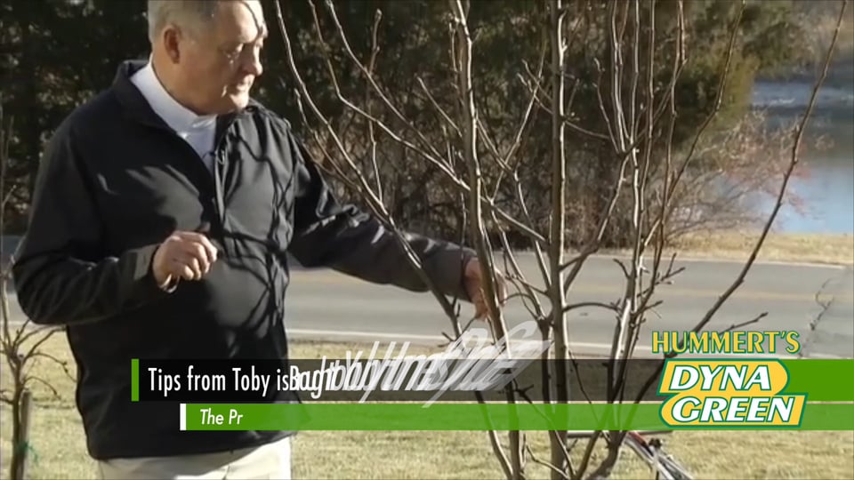 Tips from Toby Winter Tree Fertilize