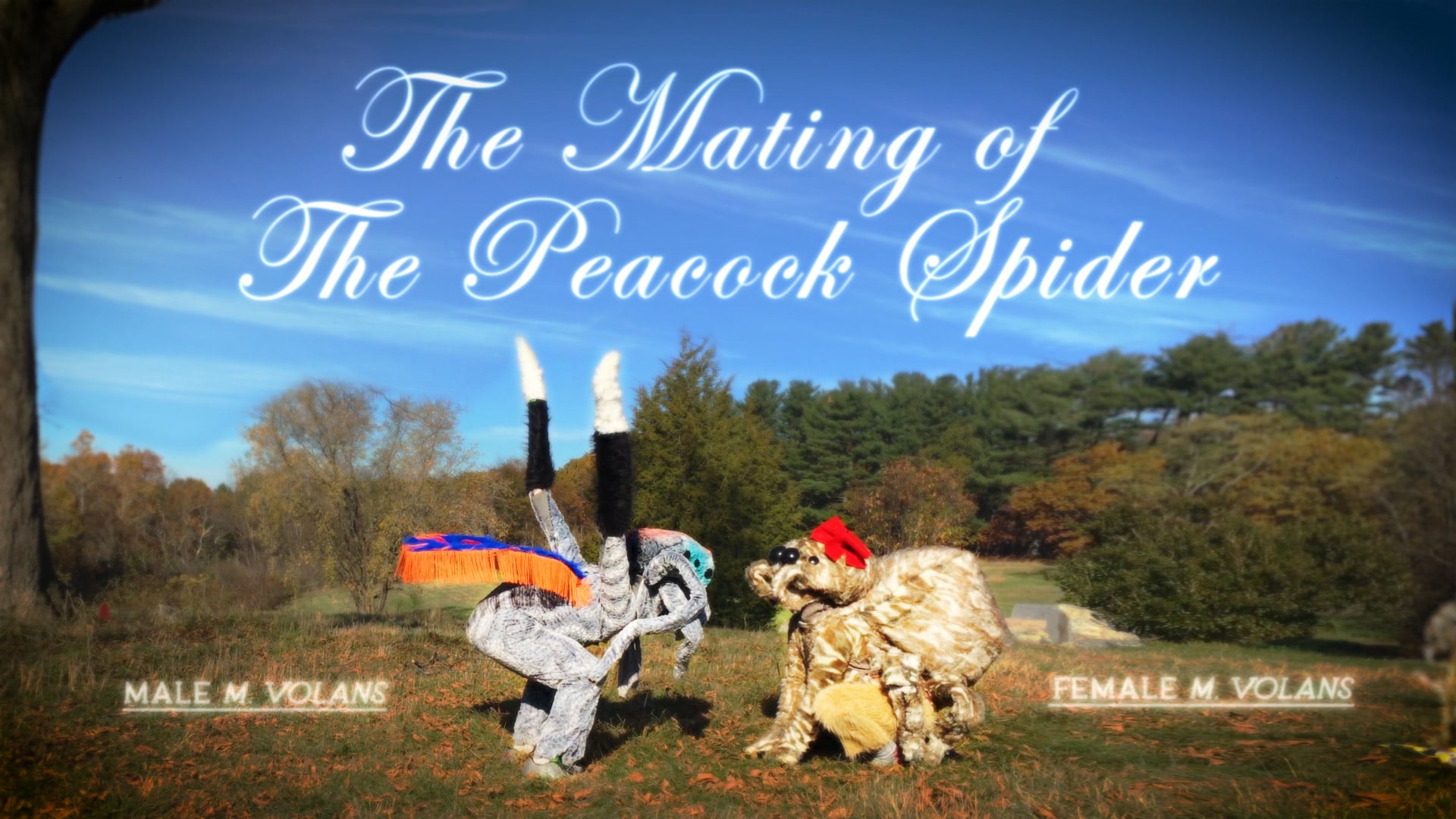 The Mating Of The Peacock Spider