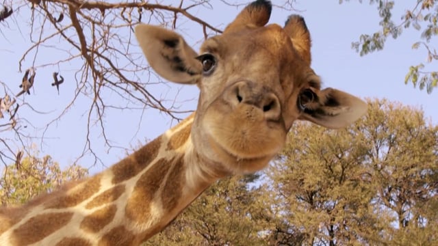 Giraffes: Africa's Gentle Giants Trailer