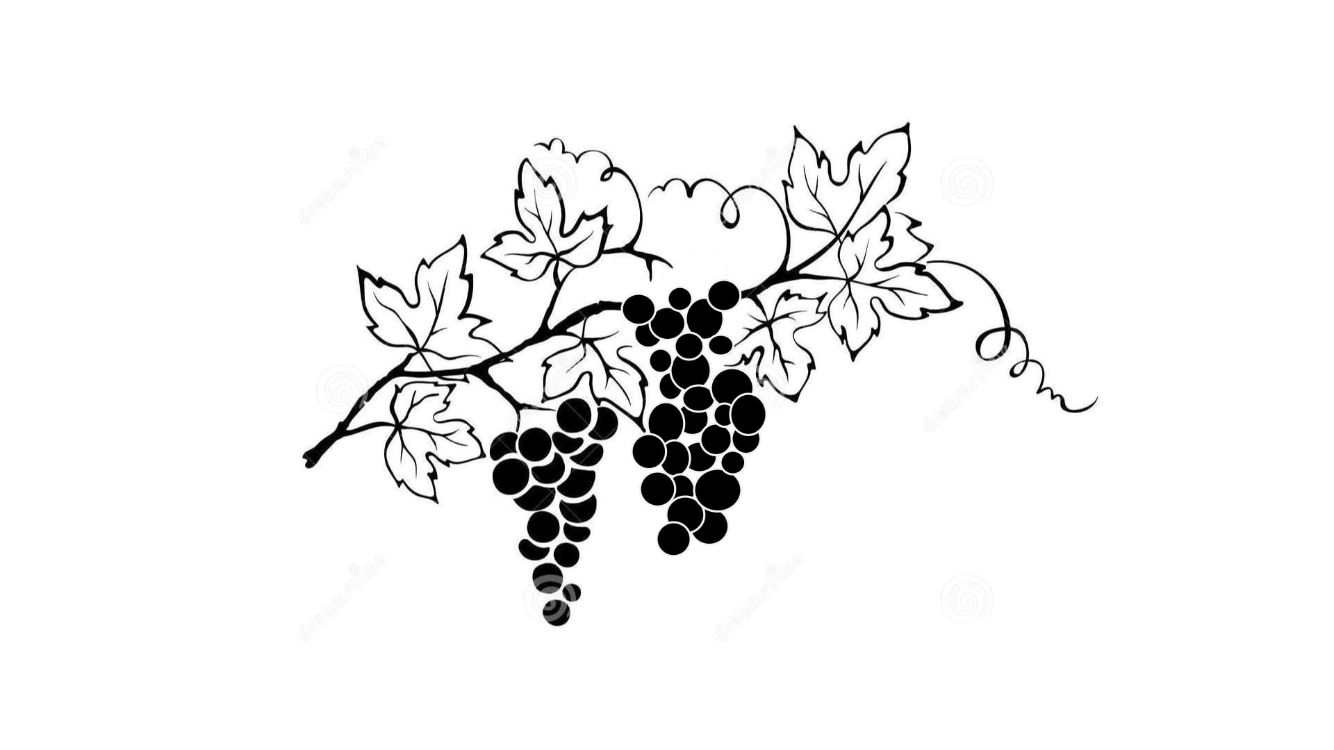 New Zealand Wine Cellar - Animation