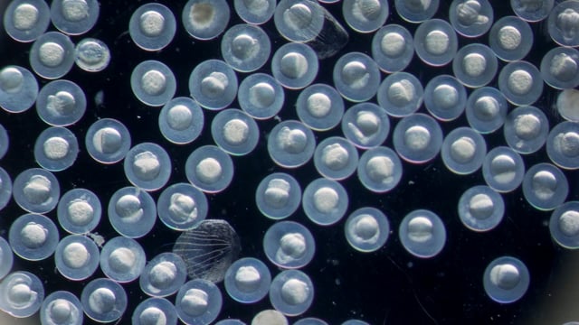 Zebrafish - Customer Success Story