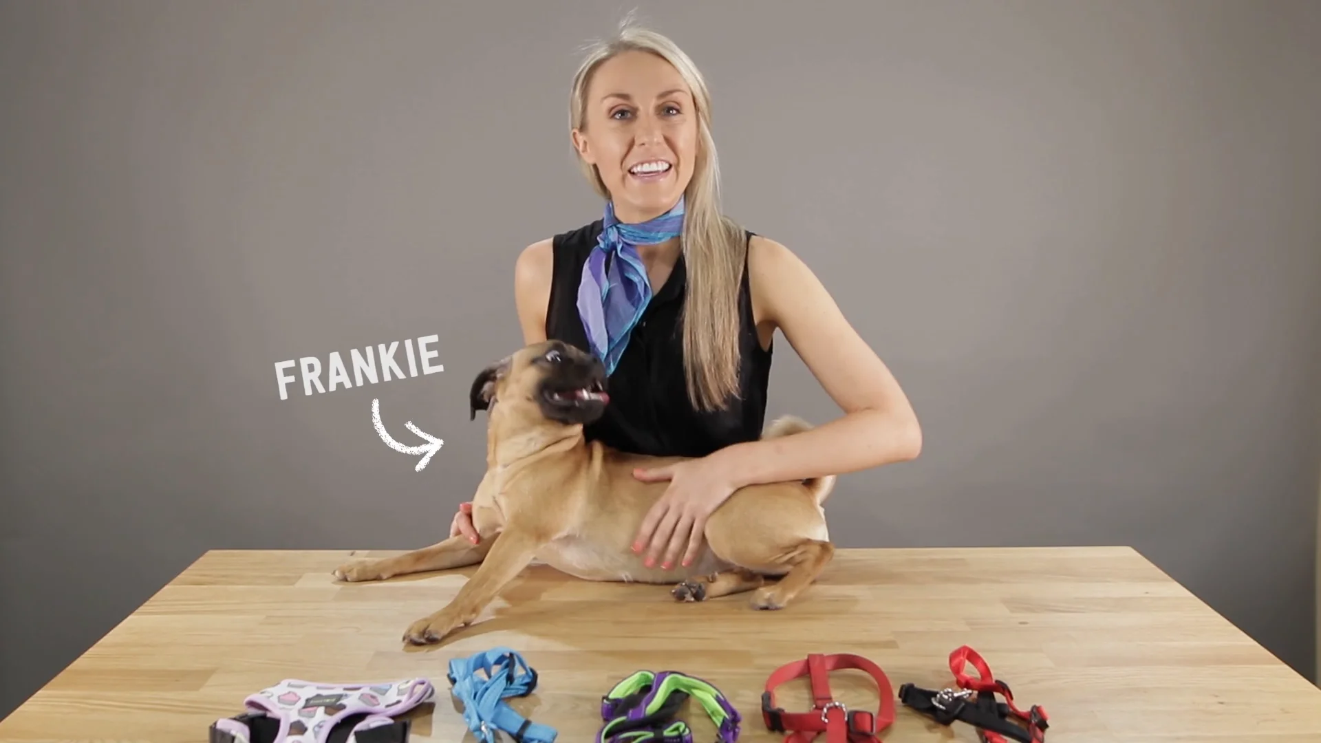 How to outlet install dog harness