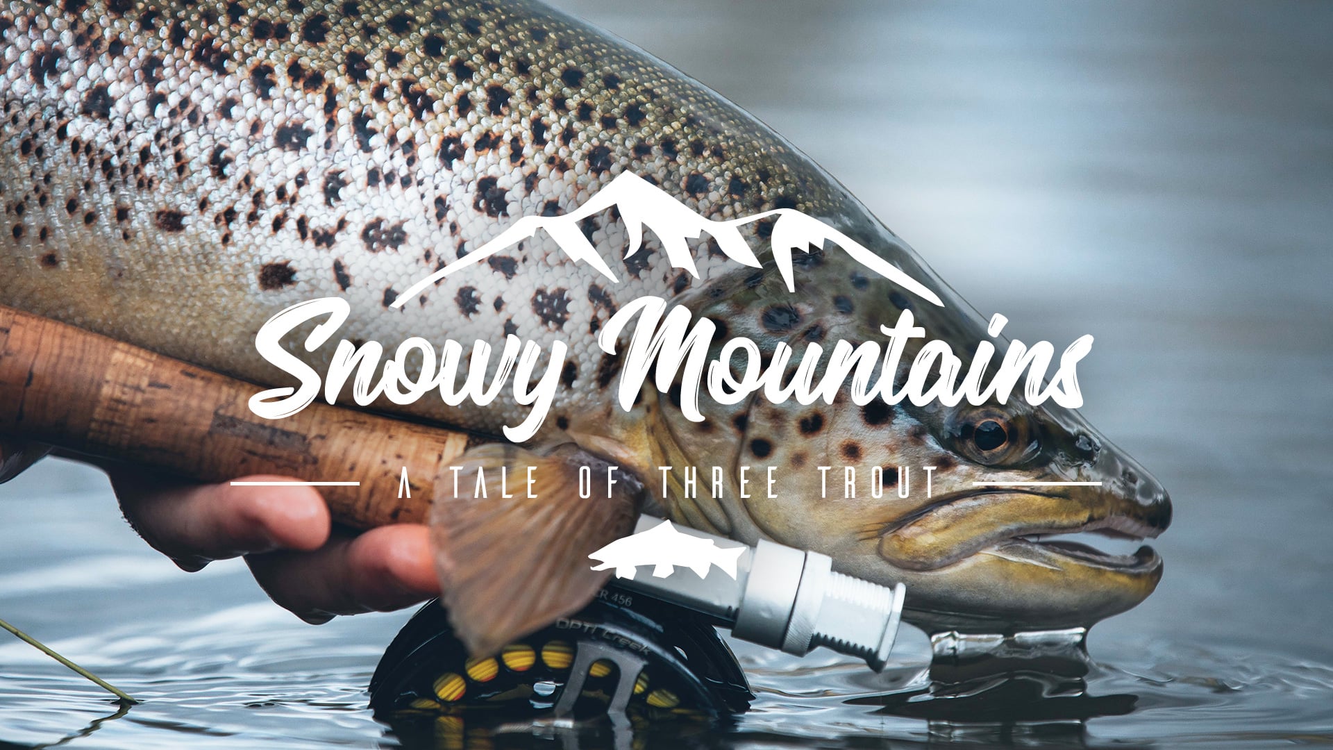 A Tale Of Three Trout - Snowy Mountains, Australia