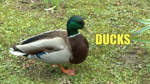 Ducks on Vimeo