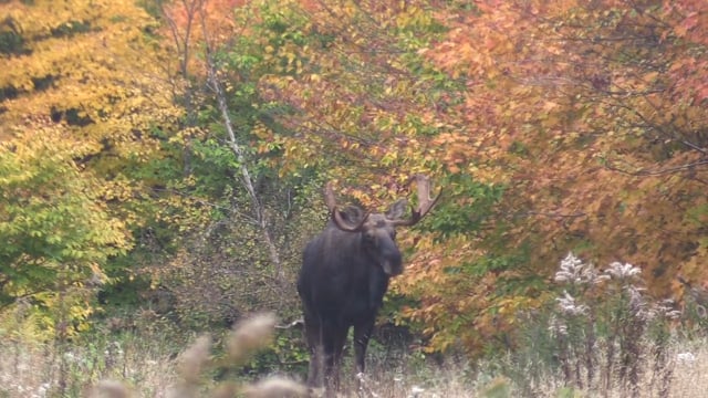 2017 Cedar Ridge Moose Hunt in Maine