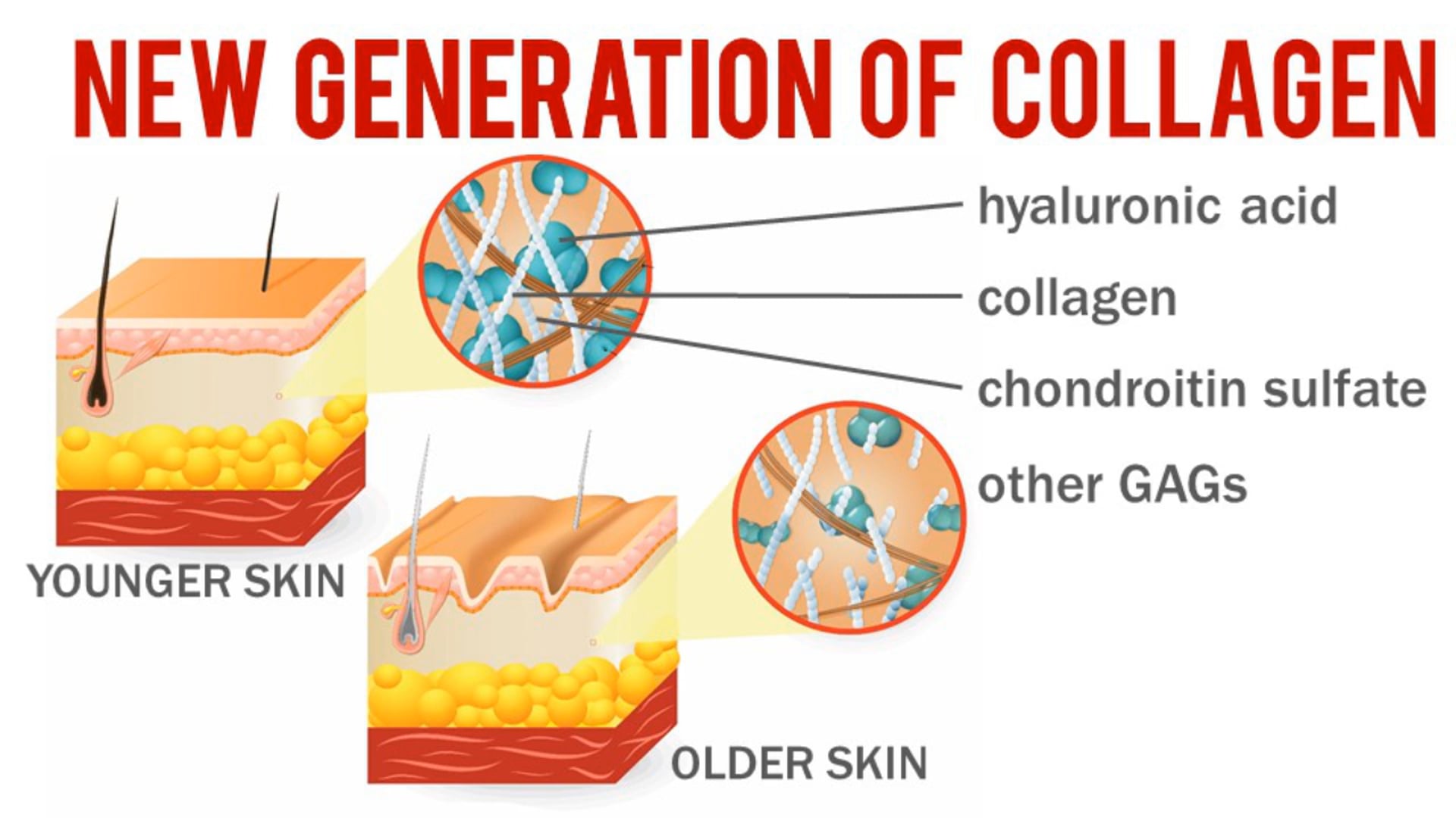 Understanding Liquid Biocell Collagen