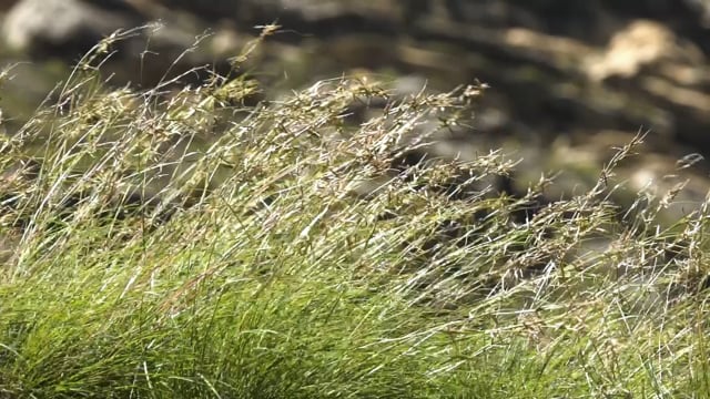 ROYAL ENFIELD | TOUR OF UTTARAKHAND