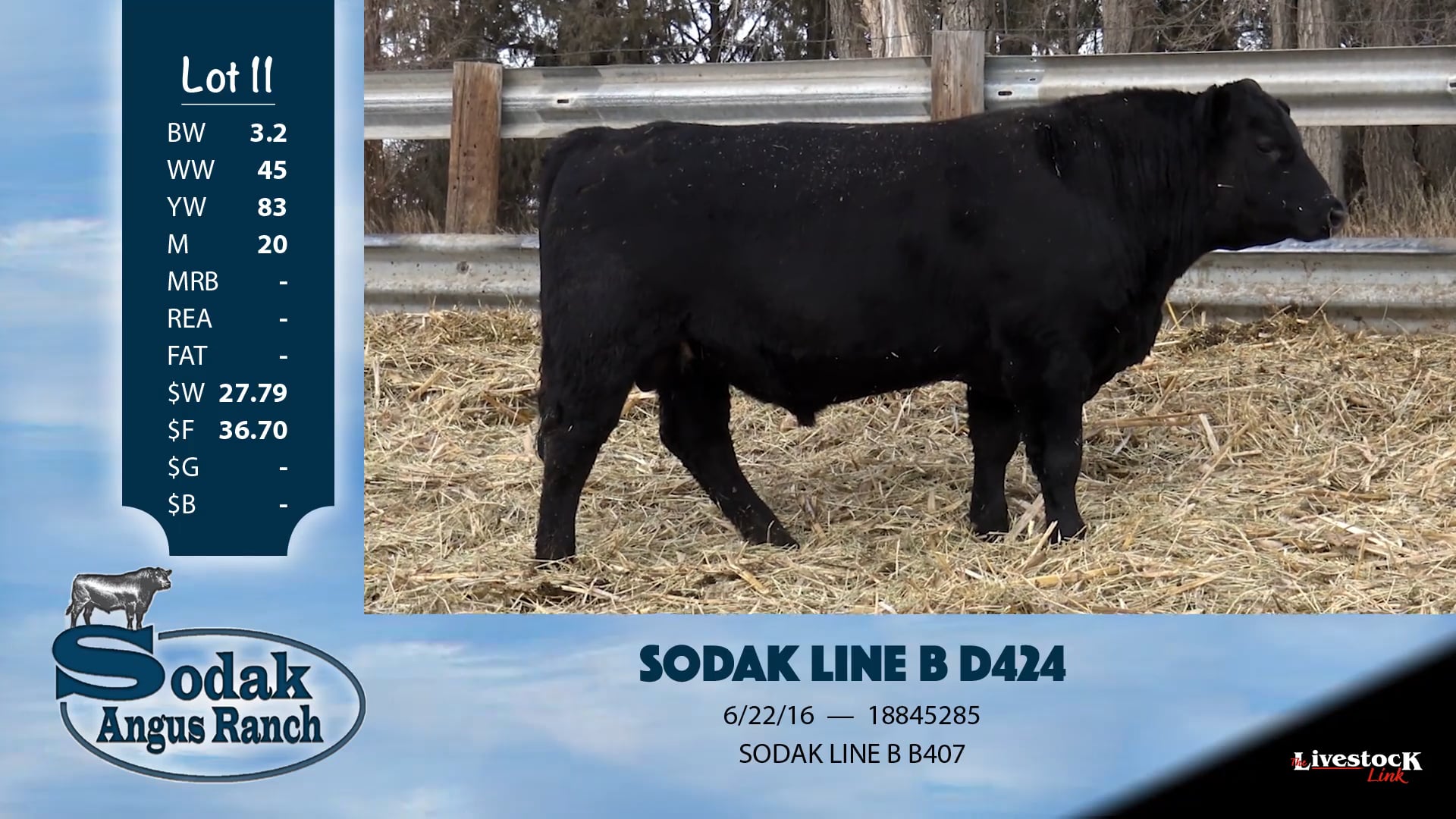 11 - Sodak Angus Ranch on Vimeo