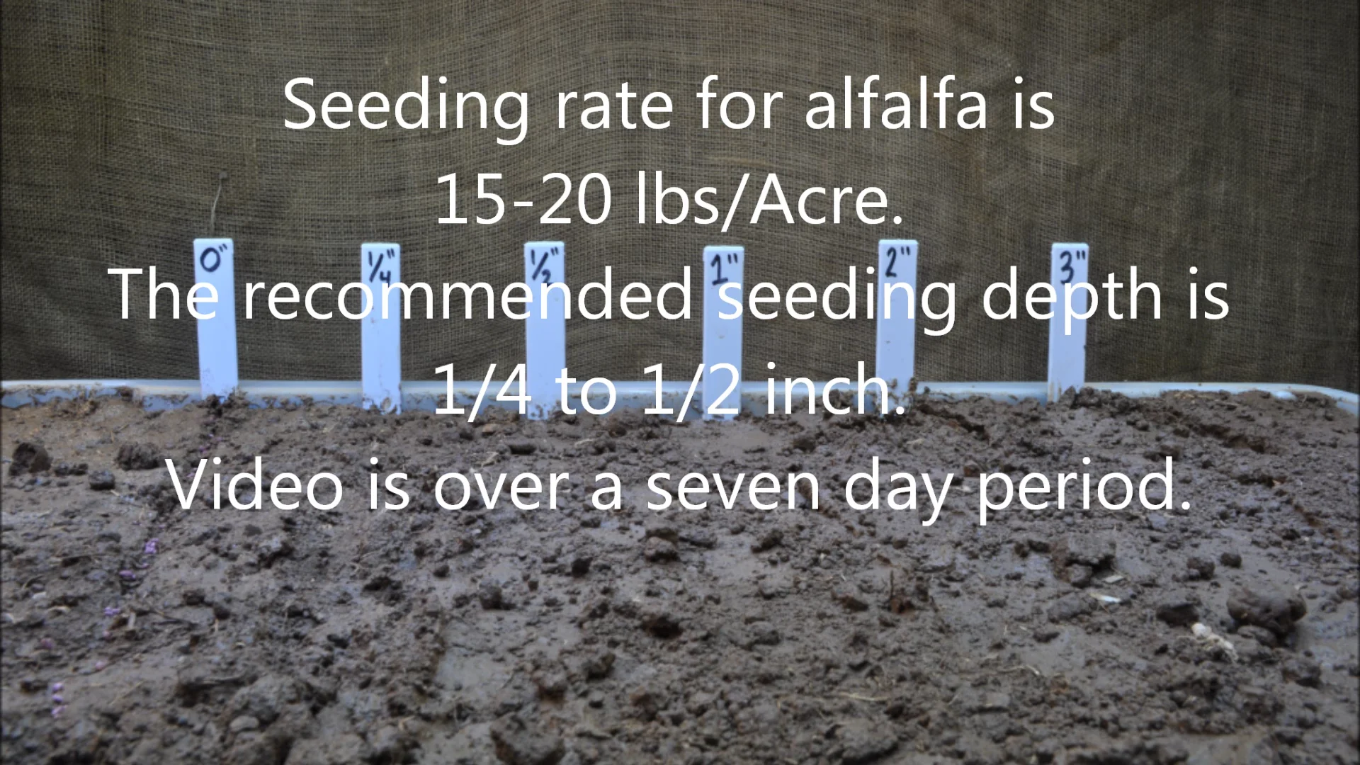 Ideal seeding depth for alfalfa and clover on Vimeo