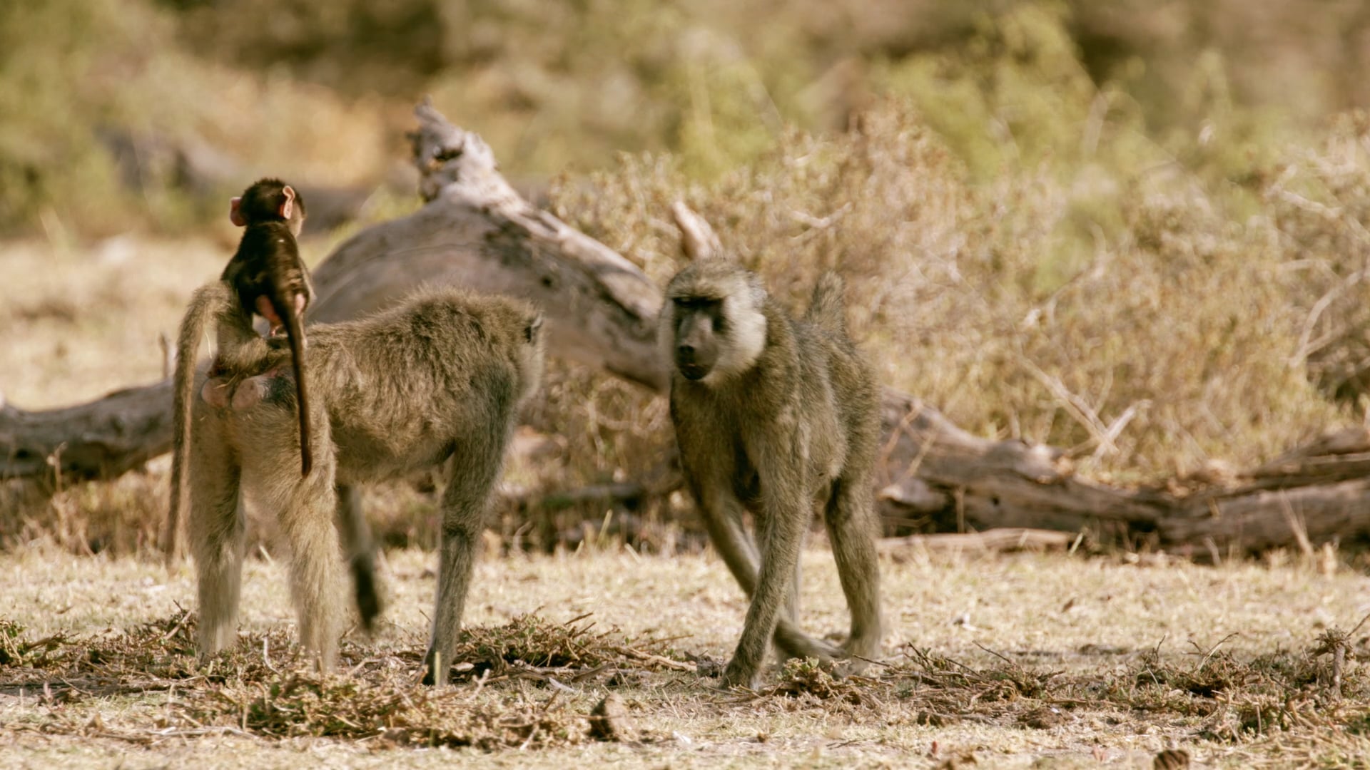 Baboon: Strength in Numbers on Vimeo