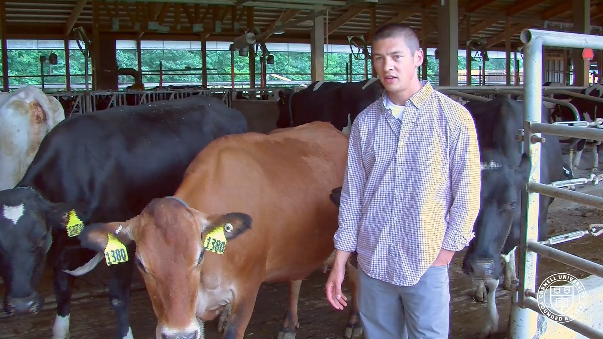 Cornell Dairy Center of Excellence Teaching on Vimeo