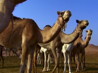 Secrets of Arabia Trailer