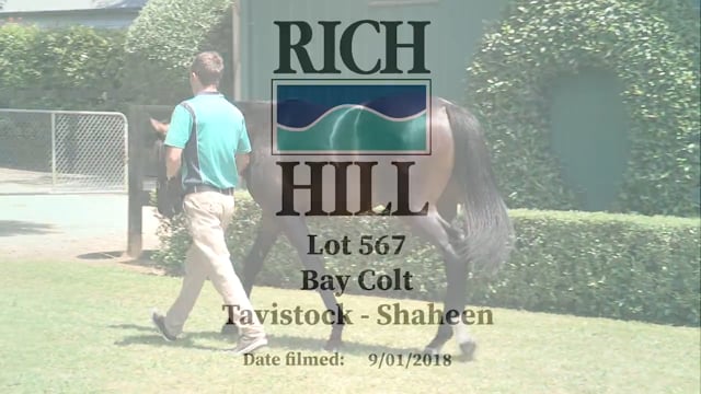 Lot 567