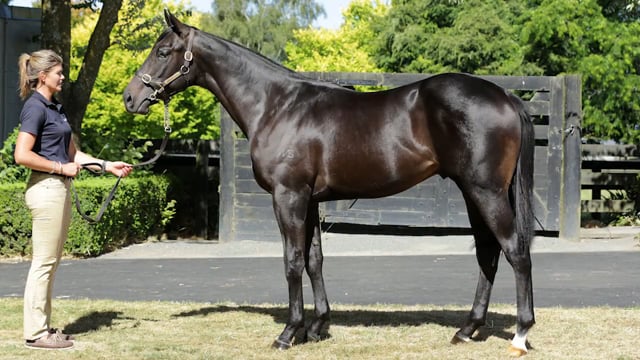Lot 95